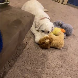 Meet your Posher, Bobby